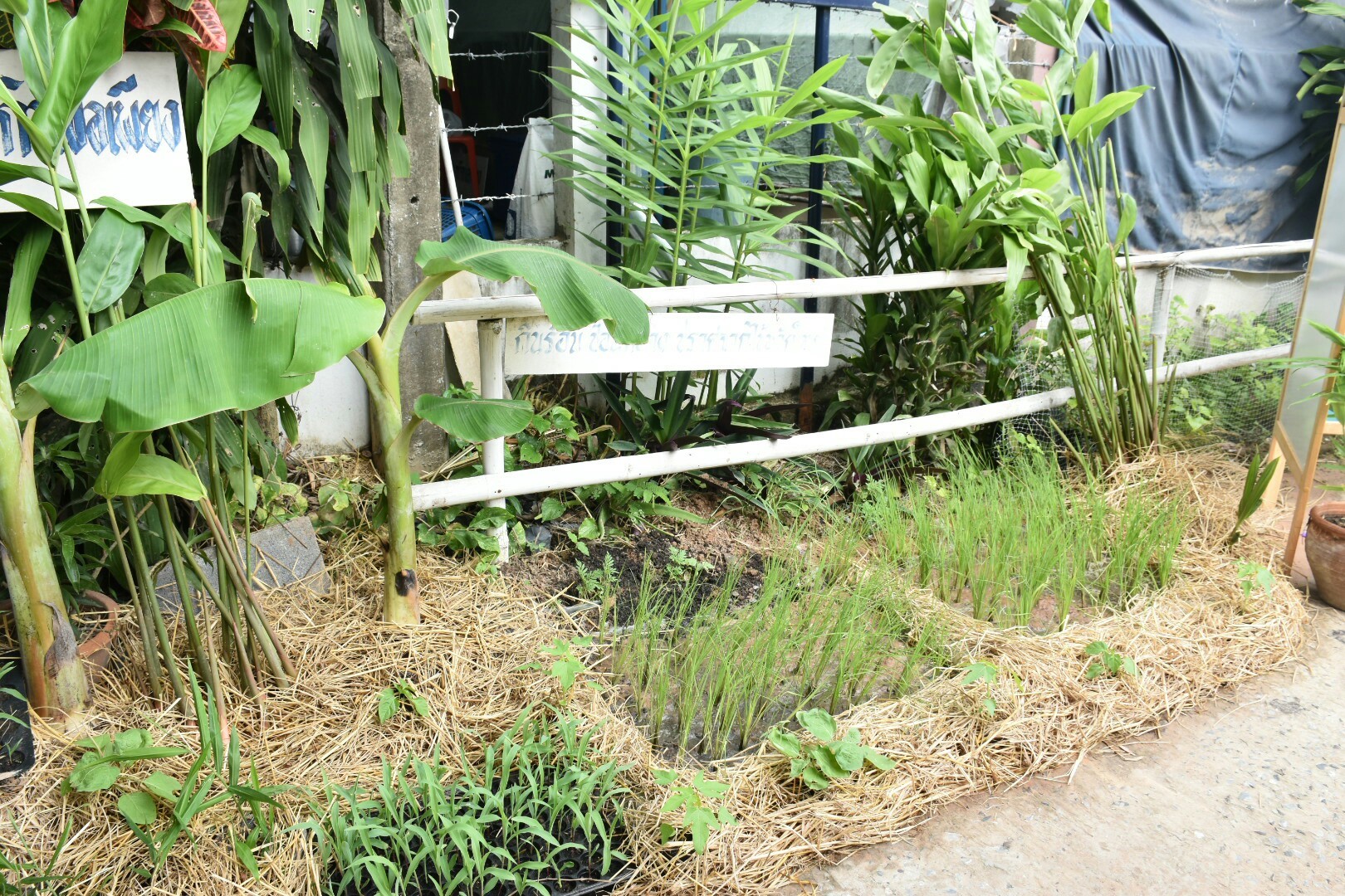 3 กรกฎาคม 2560  นางไพเราะ รอยตระกูล รองผู้ว่าราชการจังหวัดมหาสารคาม เป็นประธานคณะกรรมการคัดสรรหมู่บ้านเศรษฐกิจพอเพียง “อยู่เย็น เป็นสุข” ดีเด่น ระดับจังหวัด ประจำปี 2560