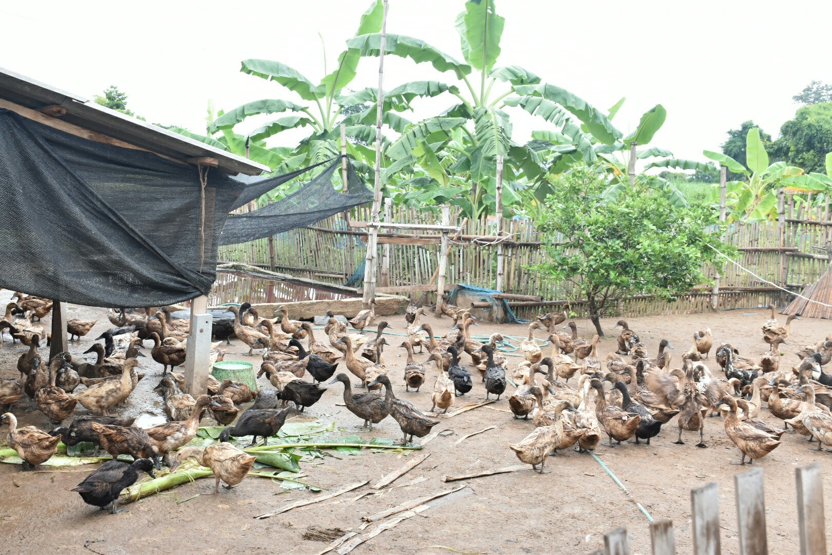 3 กรกฎาคม 2560  นางไพเราะ รอยตระกูล รองผู้ว่าราชการจังหวัดมหาสารคาม เป็นประธานคณะกรรมการคัดสรรหมู่บ้านเศรษฐกิจพอเพียง “อยู่เย็น เป็นสุข” ดีเด่น ระดับจังหวัด ประจำปี 2560