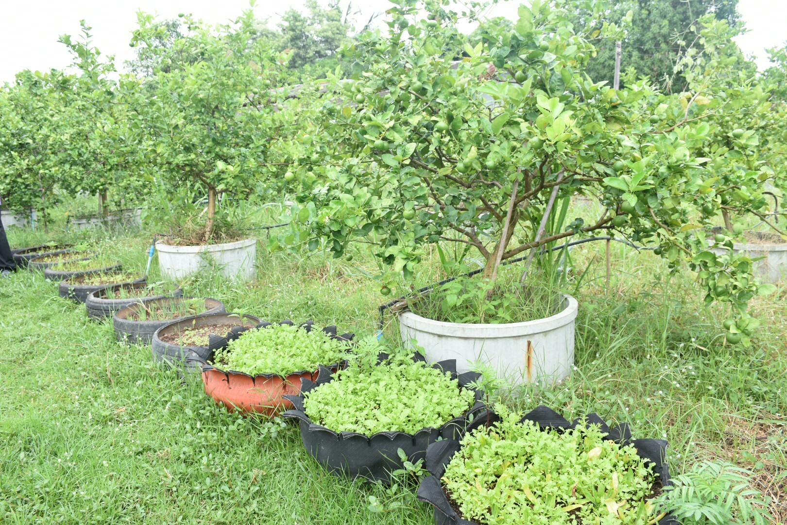 3 กรกฎาคม 2560  นางไพเราะ รอยตระกูล รองผู้ว่าราชการจังหวัดมหาสารคาม เป็นประธานคณะกรรมการคัดสรรหมู่บ้านเศรษฐกิจพอเพียง “อยู่เย็น เป็นสุข” ดีเด่น ระดับจังหวัด ประจำปี 2560