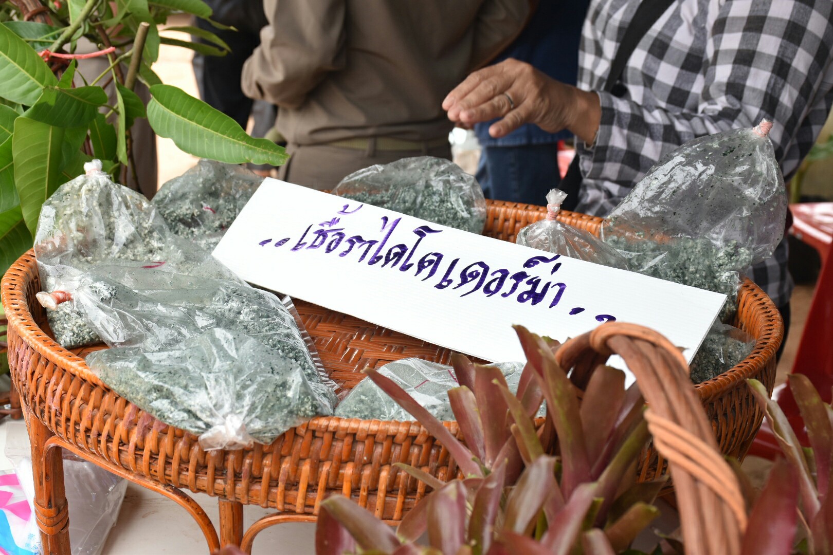 14 กรกฎาคม 2560 นางสาวศศิธร ปัญญาไว พัฒนาการจังหวัดมหาสารคาม  เป็นประธานคณะกรรมการประกวดหมู่บ้านเศรษฐกิจพอเพียงดีเด่น ปี 2560  ตามโครงการมหาสารคามน้อมนำปรัชญาเศรษฐกิจพอเพียง เพื่อพัฒนาคุณภาพในชุมชน บ้านหนองผือ หมู่ที่ 1 ตำบลหนองบัว อำเภอโกสุมพิสัย  จังหวัดมหาสารคาม
