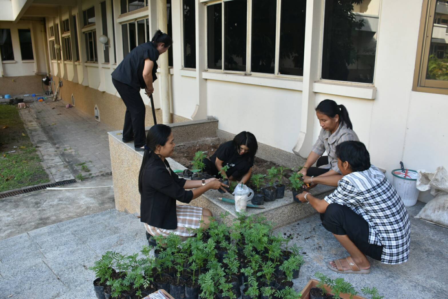 11 สิงหาคม 2560  นายเสนห์ นนทะโชติ ผู้ว่าราชการจังหวัดมหาสารคาม  เป็นประธานกิจกรรมวันปลูกดอกดาวเรืองและดอกไม้สีเหลือง ถวายอาลัยสำหรับประดับตกแต่งบริเวณพิธีถวายดอกไม้จันทน์ พระบาทสมเด็จพระปรมินทร มหาภูมิพลอดุยเดช บรมนาถบพิตร