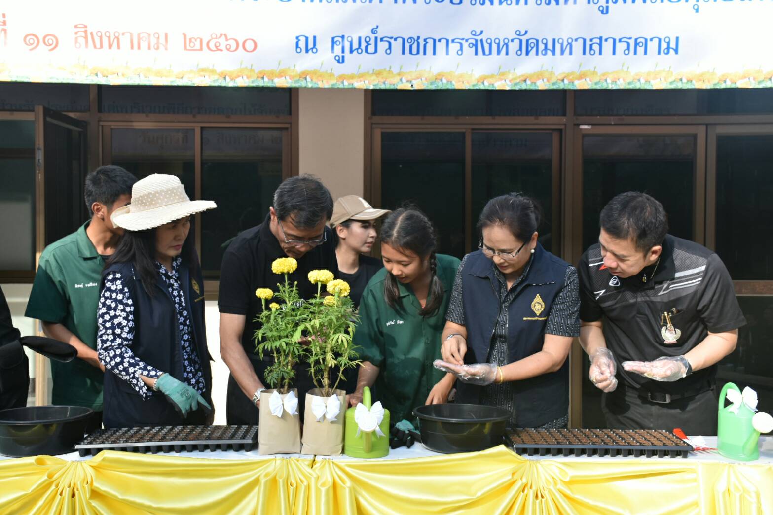 11 สิงหาคม 2560  นายเสนห์ นนทะโชติ ผู้ว่าราชการจังหวัดมหาสารคาม  เป็นประธานกิจกรรมวันปลูกดอกดาวเรืองและดอกไม้สีเหลือง ถวายอาลัยสำหรับประดับตกแต่งบริเวณพิธีถวายดอกไม้จันทน์ พระบาทสมเด็จพระปรมินทร มหาภูมิพลอดุยเดช บรมนาถบพิตร