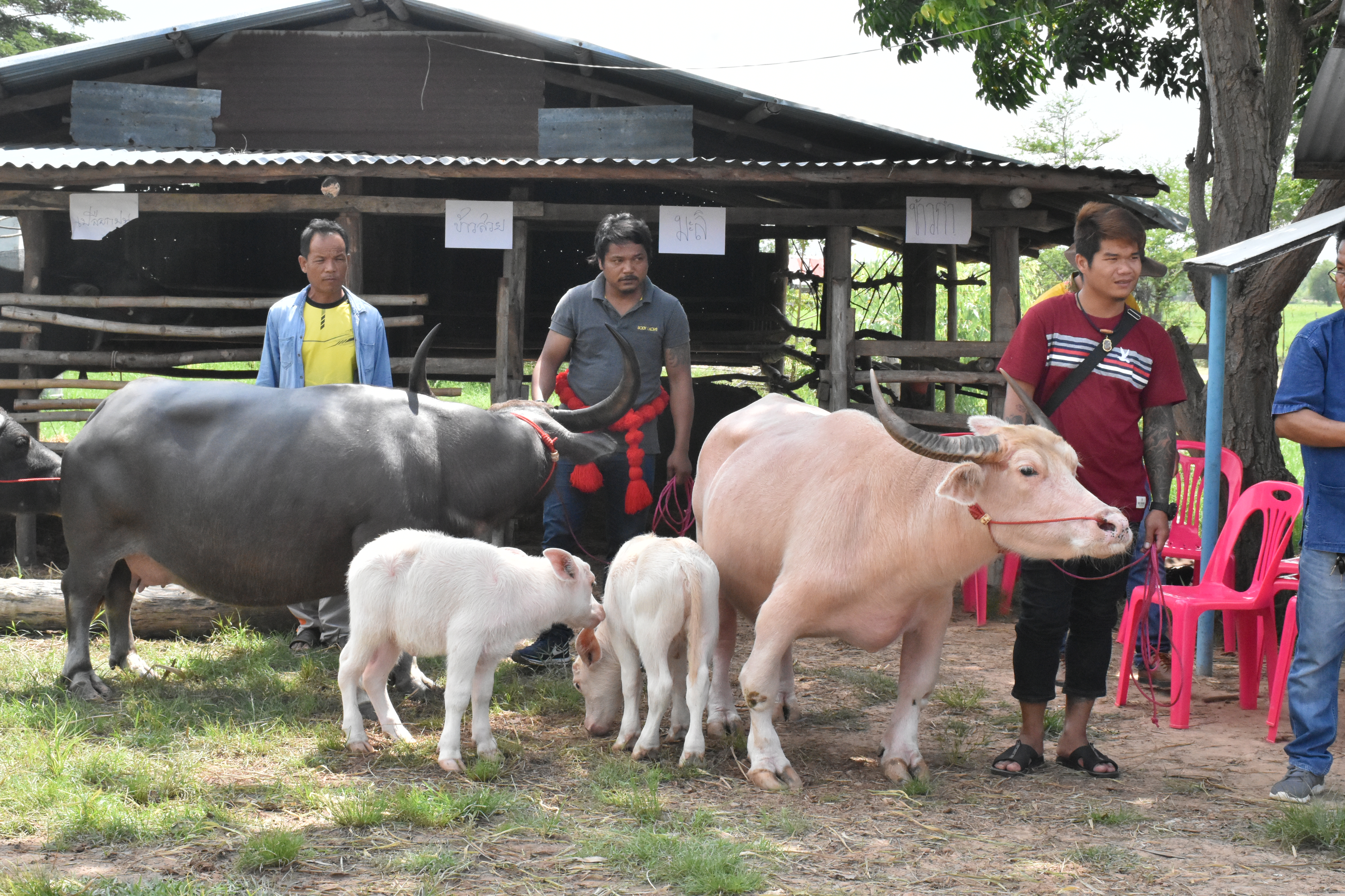 @มหาสารคาม 14 ก.ย. 2561 เวลา 13.00 น. ชุมชนท่องเที่ยว OTOP นวัตวิถี ณ บ้านโนนสูงน้อย ม.10 ต.ดอนเงิน อ.เชียงยืน จ.มหาสารคาม