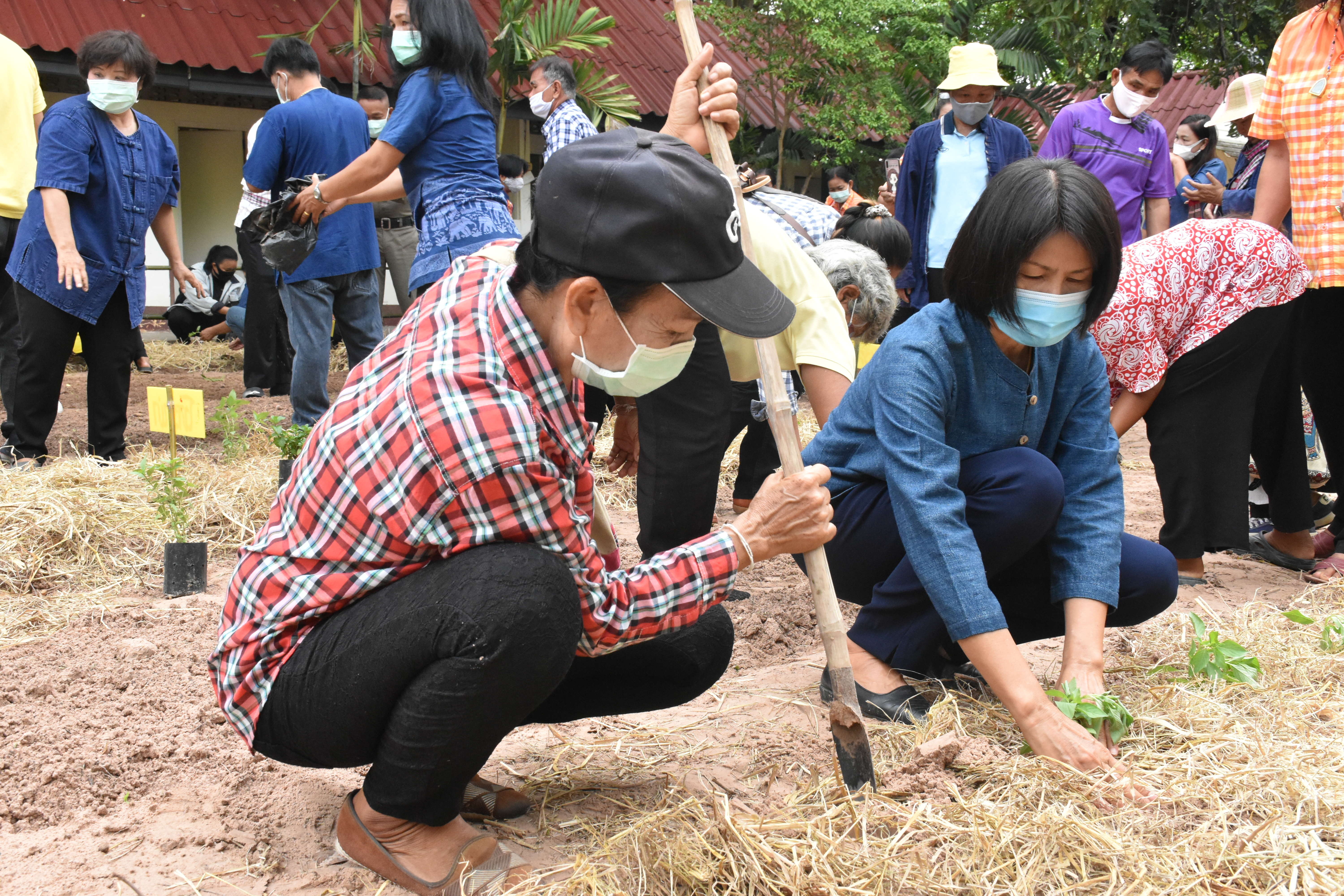 30 พฤษภาคม 2563 เวลา 08.30 น. พช.มหาสารคาม ขับเคลื่อนโครงการน้อมนำแนวพระราชดำริของสมเด็จพระกนิษฐาธิราชเจ้า กรมสมเด็จพระเทพรัตนราชสุดาฯ สยามบรมราชกุมารี สู่แผนปฏิบัติการ 90 วัน ปลูกผักสวนครัว เพื่อสร้างความมั่นคงทางอาหาร ณ บริเวณวัดขุนพรหมดำริ บ้านอุปราช หมู่ที่ 3 ตำบลท่าสองคอน อำเภอเมืองมหาสารคาม จังหวัดมหาสามหาสารคาม