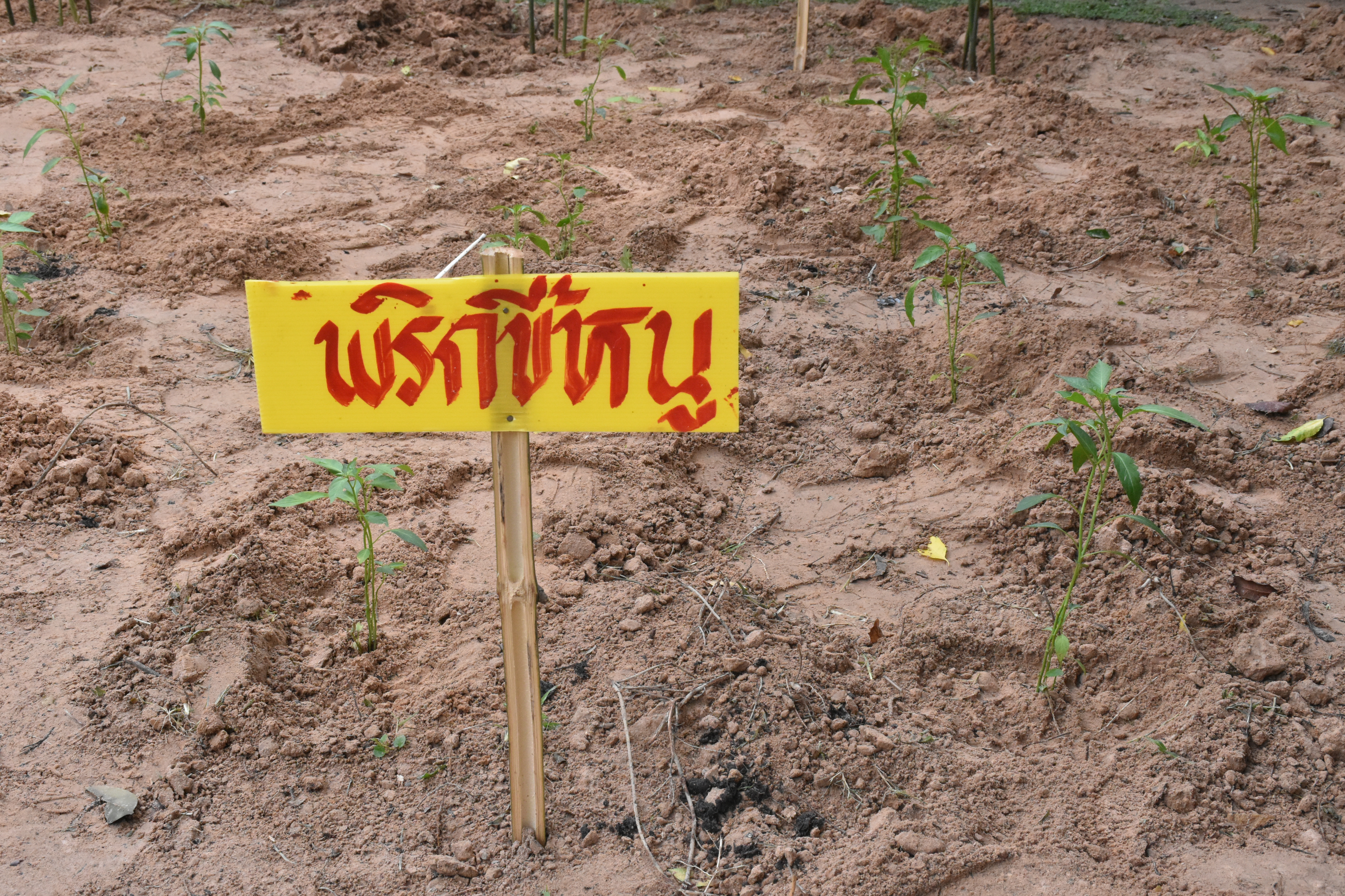30 พฤษภาคม 2563 เวลา 08.30 น. พช.มหาสารคาม ขับเคลื่อนโครงการน้อมนำแนวพระราชดำริของสมเด็จพระกนิษฐาธิราชเจ้า กรมสมเด็จพระเทพรัตนราชสุดาฯ สยามบรมราชกุมารี สู่แผนปฏิบัติการ 90 วัน ปลูกผักสวนครัว เพื่อสร้างความมั่นคงทางอาหาร ณ บริเวณวัดขุนพรหมดำริ บ้านอุปราช หมู่ที่ 3 ตำบลท่าสองคอน อำเภอเมืองมหาสารคาม จังหวัดมหาสามหาสารคาม