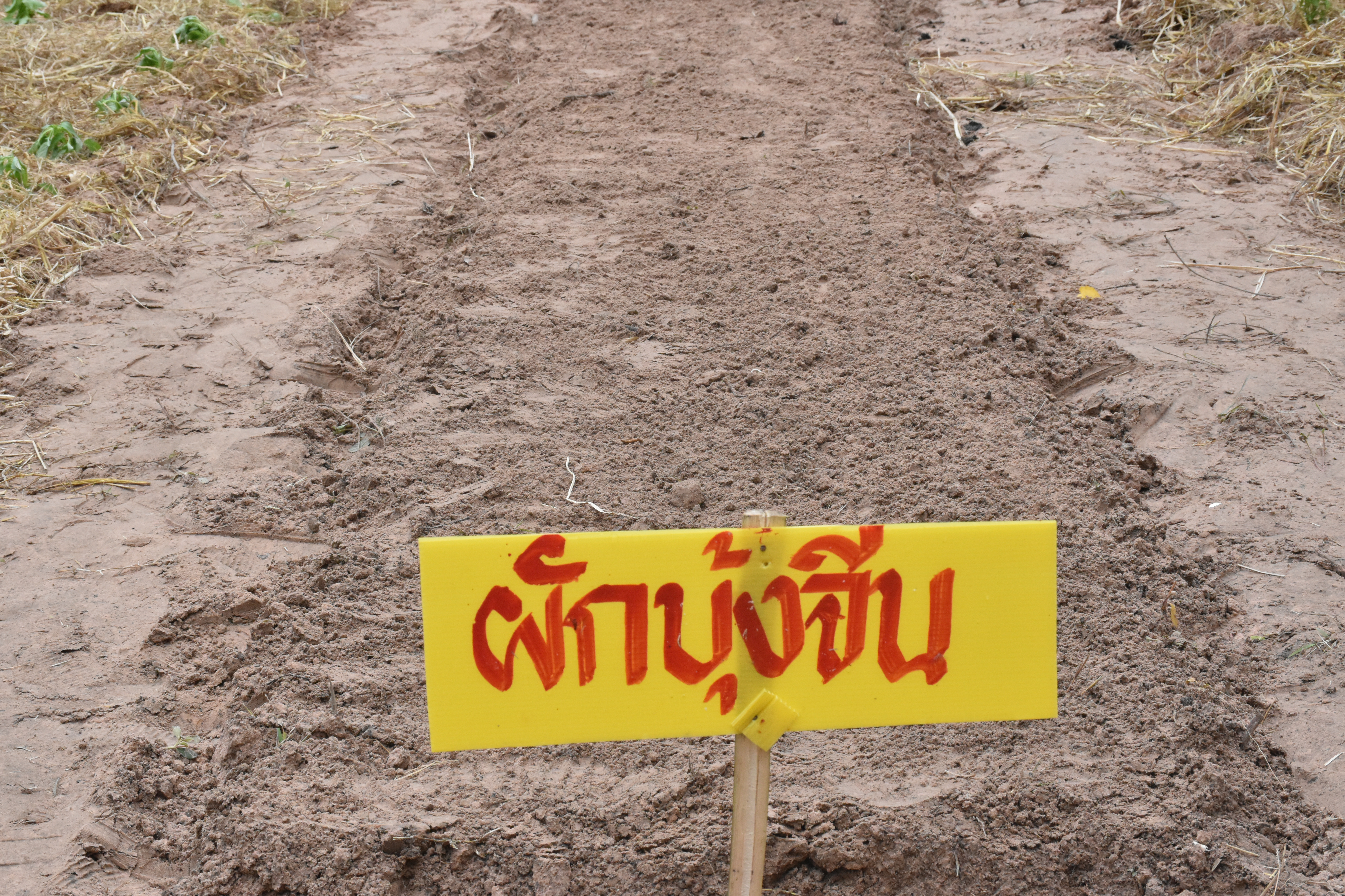 30 พฤษภาคม 2563 เวลา 08.30 น. พช.มหาสารคาม ขับเคลื่อนโครงการน้อมนำแนวพระราชดำริของสมเด็จพระกนิษฐาธิราชเจ้า กรมสมเด็จพระเทพรัตนราชสุดาฯ สยามบรมราชกุมารี สู่แผนปฏิบัติการ 90 วัน ปลูกผักสวนครัว เพื่อสร้างความมั่นคงทางอาหาร ณ บริเวณวัดขุนพรหมดำริ บ้านอุปราช หมู่ที่ 3 ตำบลท่าสองคอน อำเภอเมืองมหาสารคาม จังหวัดมหาสามหาสารคาม
