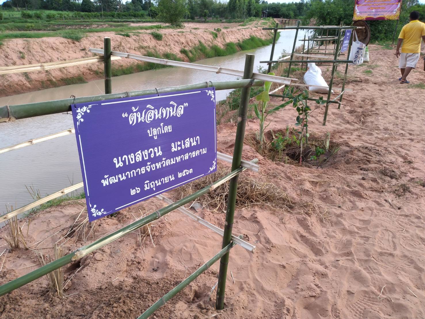 26 มิถุนายน 2563 พช.มค. ร่วมกับอำเภอโกสุมพิสัย และองค์การบริหารส่วนตำบลดอนกลาง อำเภอโกสุมพิสัย จังหวัดมหาสารคาม ดำเนินโครงการรวมพลังสตรีอาสาพัฒนา ปลูกป่าเฉลิมพระเกียรติ เนื่องในโอกาสวันเฉลิมพระชนมพรรษา สมเด็จพระนางเจ้าสุทิดา พัชรสุธาพิมลลักษณ พระบรมราชินี