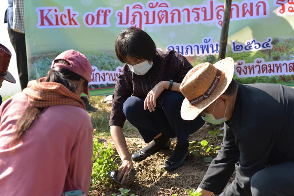 พช.มหาสารคาม ผนึกกำลังกลุ่มองค์กรสตรี ผู้นำชุมชน รับมือภัย COVID-19 จัดกิจกรรม Kick off ปฏิบัติการปลูกผักสวนครัวเพื่อสร้างความมั่นคงทางอาหาร ระยะ 2