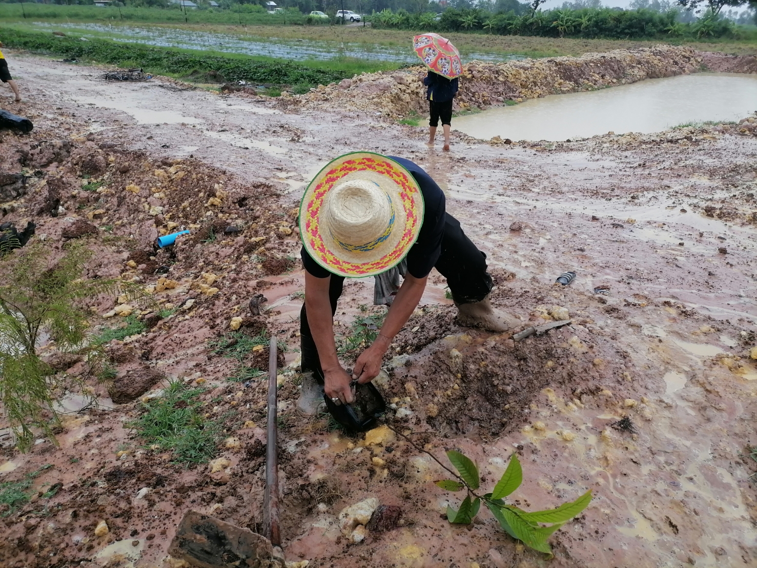 พช.มหาสารคาม​ พร้อมใจจัดกิจกรรมโครงการปลูกต้นไม้และ ปลูกป่าเฉลิมพระเกียรติ เนื่องในโอกาสมหามงคลพระราชพิธีบรมราชาภิเษก ภายใต้ชื่อ “รวมใจไทย ปลูกต้นไม้เพื่อแผ่นดิน” สืบสานสู่ ๑๐๐ ล้านต้น เนื่องในวันต้นไม้ประจำปีของชาติ