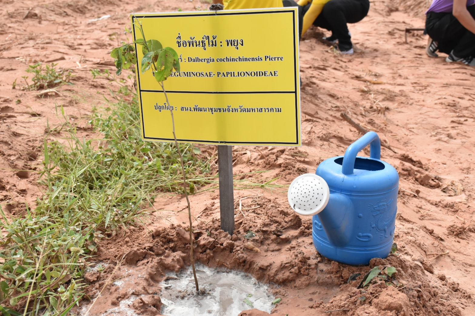 พช.มหาสารคาม รวมทีมเข้าร่วมโครงการปลูกป่า​ และป้องกันไฟป่า​ จังหวัดมหาสารคาม