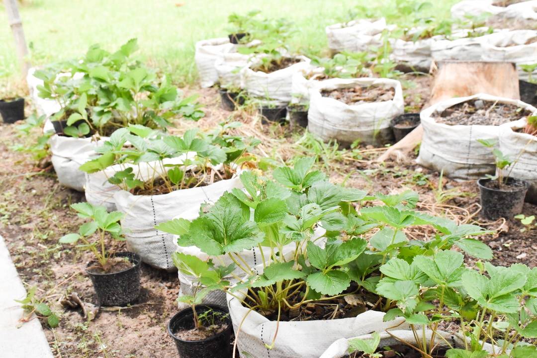จังหวัดมหาสารคาม ผนึกกำลังส่วนราชการและภาคีพัฒนาร่วมคัดสรรหมู่บ้านเศรษฐกิจพอเพียง “อยู่ เย็น เป็นสุข” ดีเด่น ระดับจังหวัด ประจำปี 2564
