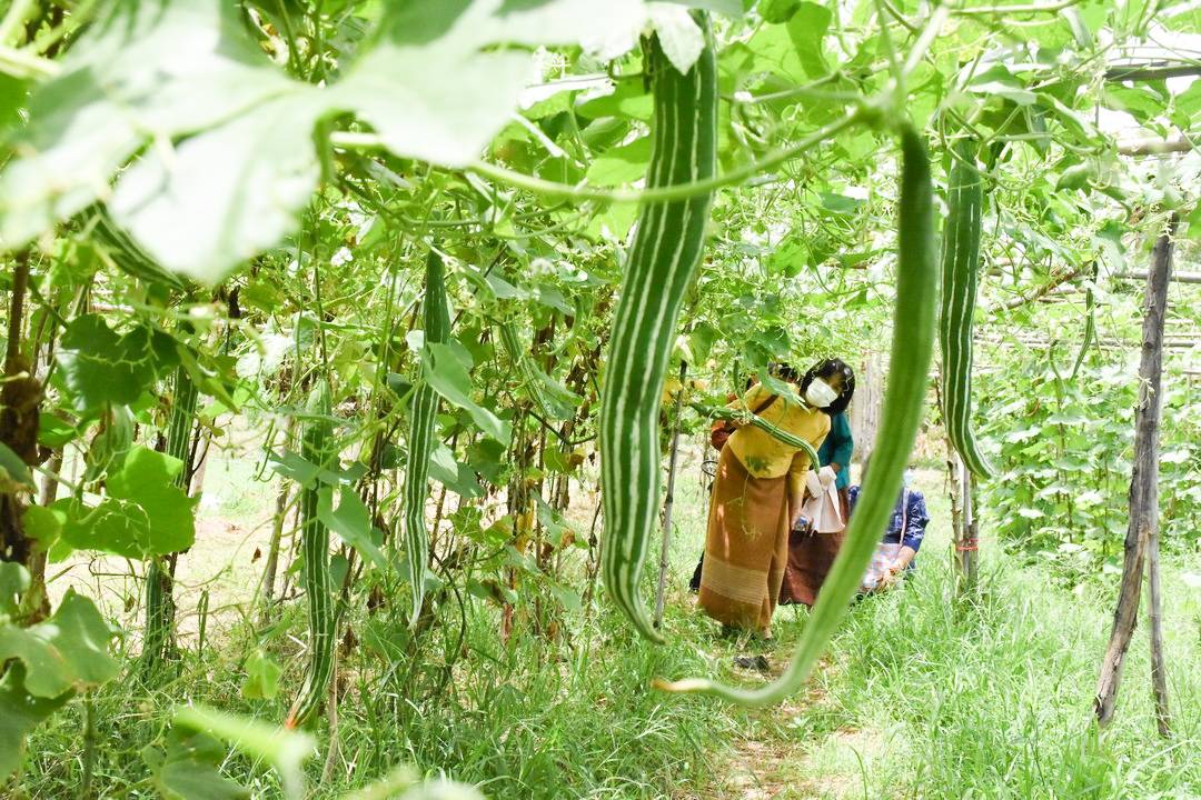 จังหวัดมหาสารคาม ลงพื้นที่ประกวดหมู่บ้านเศรษฐกิจพอเพียง “อยู่เย็น เป็นสุข” ดีเด่น ระดับจังหวัด ประจำปี 2564