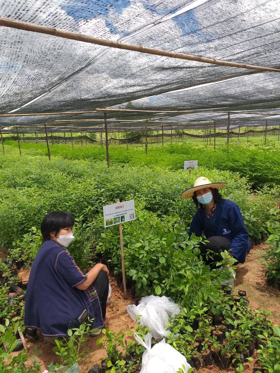 พช.มหาสารคาม ต่อยอด “โคก หนอง นา พช.”  ประสานขอรับพันธุ์ไม้ 19,520 ต้น สู่แปลงครัวเรือนเป้าหมาย