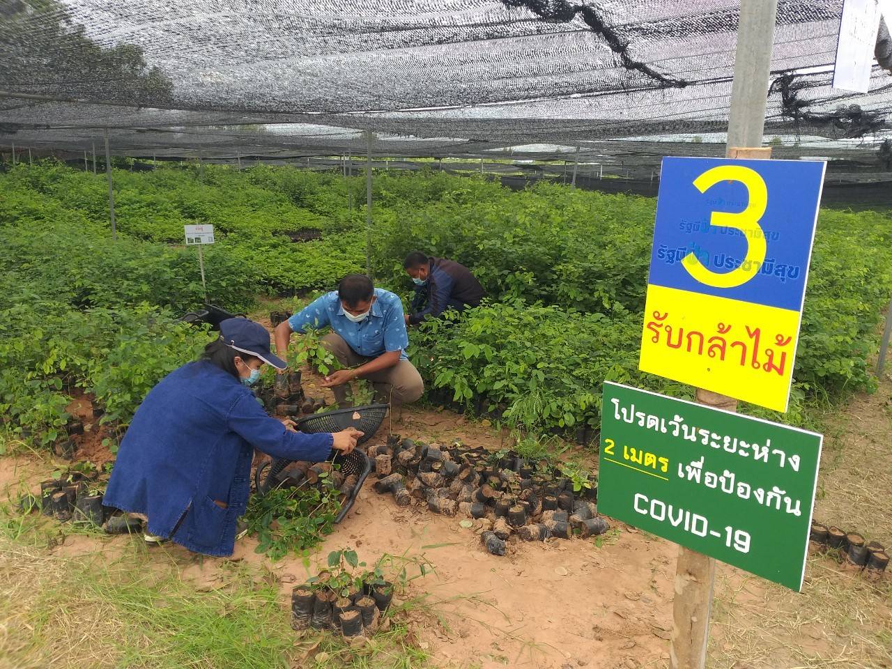 พช.มหาสารคาม ต่อยอด “โคก หนอง นา พช.”  ประสานขอรับพันธุ์ไม้ 19,520 ต้น สู่แปลงครัวเรือนเป้าหมาย