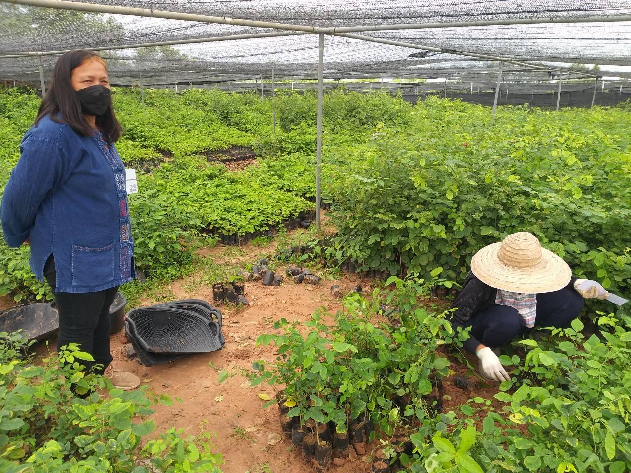 พช.มหาสารคาม ต่อยอด “โคก หนอง นา พช.”  ประสานขอรับพันธุ์ไม้ 19,520 ต้น สู่แปลงครัวเรือนเป้าหมาย
