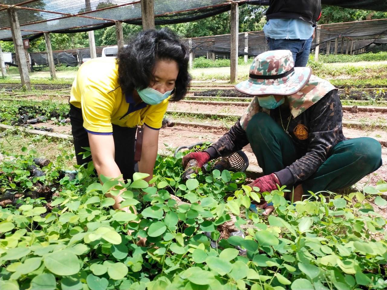 พช.มหาสารคาม ต่อยอด “โคก หนอง นา พช.”  ประสานขอรับพันธุ์ไม้ 19,520 ต้น สู่แปลงครัวเรือนเป้าหมาย