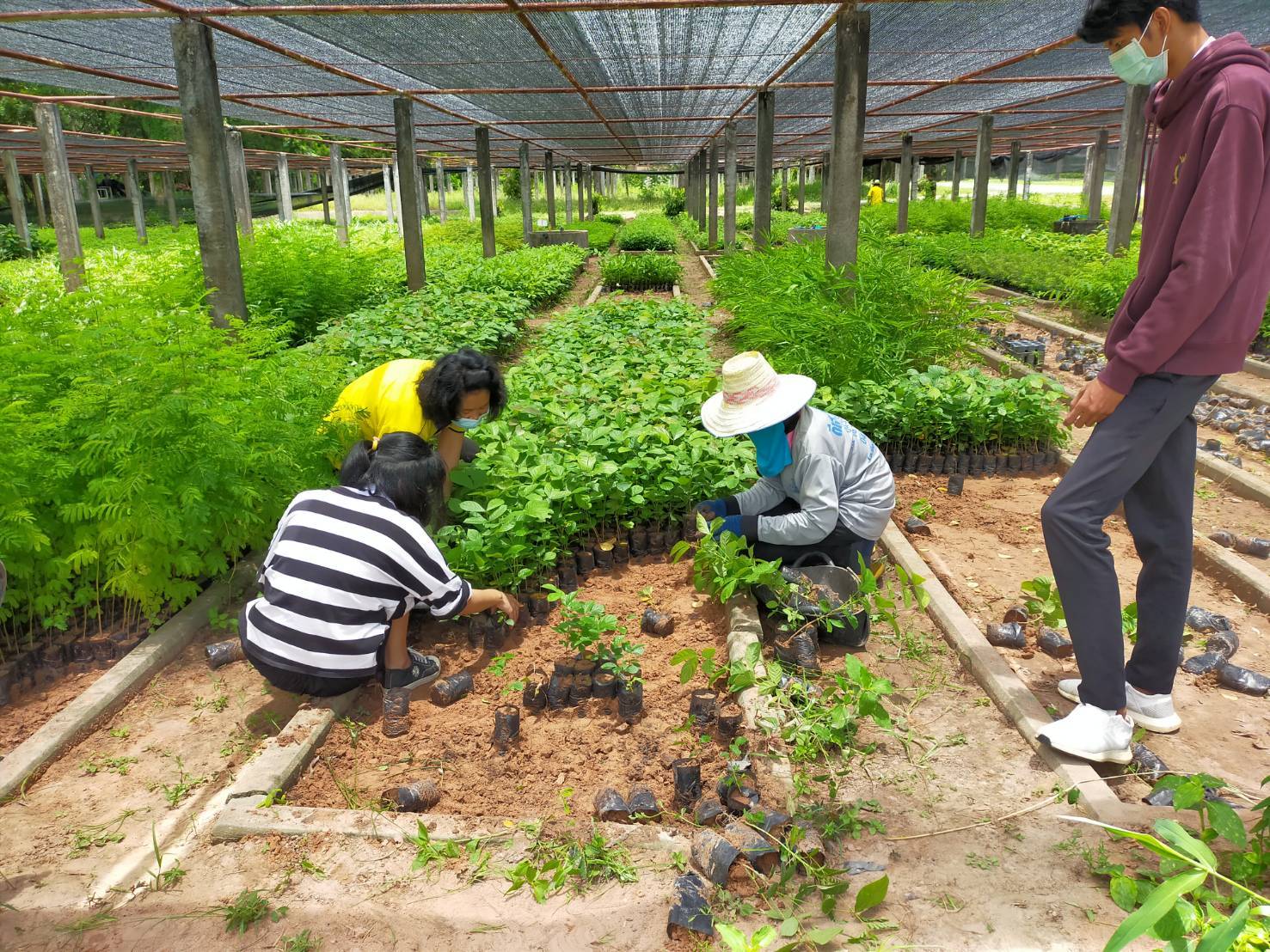พช.มหาสารคาม ต่อยอด “โคก หนอง นา พช.”  ประสานขอรับพันธุ์ไม้ 19,520 ต้น สู่แปลงครัวเรือนเป้าหมาย