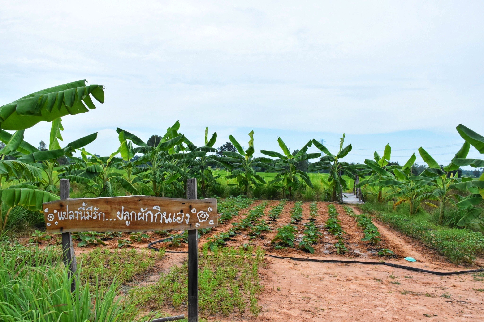 เผยความสำเร็จ การเนินงานโครงการพัฒนาพื้นที่ต้นแบบการพัฒนาคุณภาพชีวิตตามหลักทฤษฎีใหม่ ประยุกต์สู่ “โคก หนอง นา” กรมการพัฒนาชุมชน ผ่านโครงการสร้างภาพลักษณ์กรมการพัฒนาชุมชนด้วยการประชาสัมพันธ์ผ่านสื่อออนไลน์