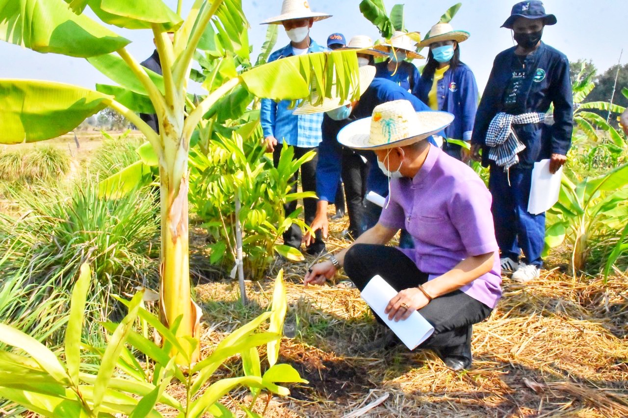 พช.มหาสารคาม “ประกวดครัวเรือนต้นแบบ โคก หนอง นา พัฒนาชุมชนจังหวัดมหาสารคาม ประจำปี 2565” ณ แปลงครัวเรือนต้นแบบ โคก หนอง นา พัฒนชุมชน (ขนาด 3 ไร่)  นายวีระ ปุยสุวรรณ หมู่ที่ 3 ตำบลบ้านกู่ อำเภอยางสีสุราช จังหวัดมหาสารคาม