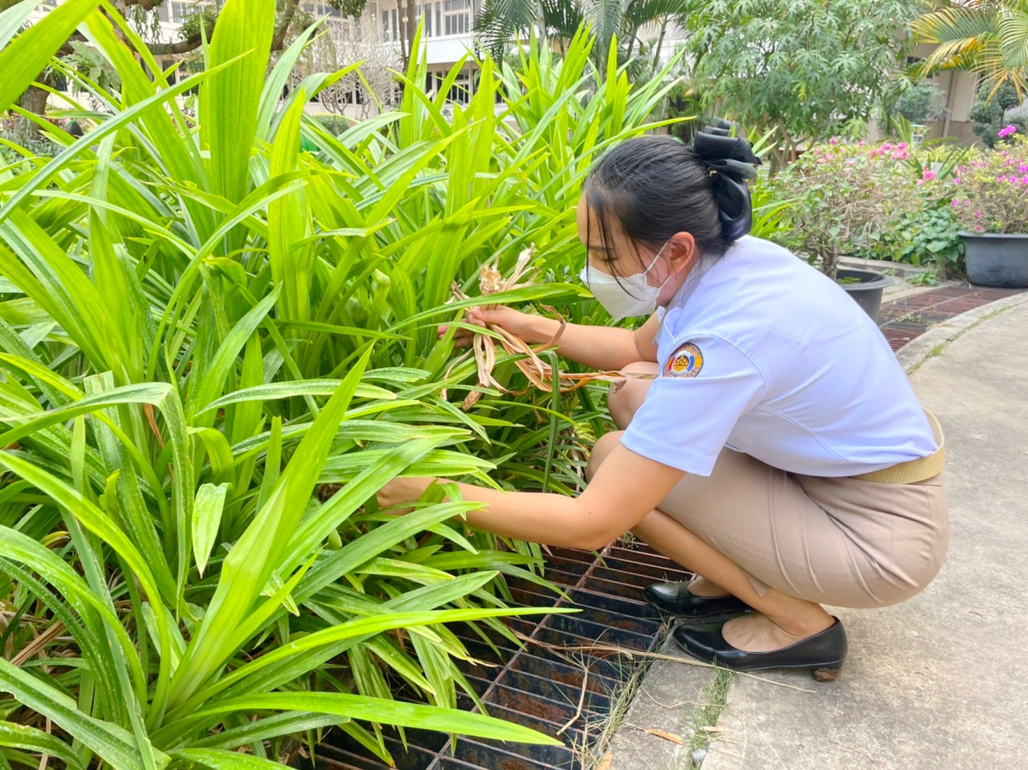 พัฒนาการจังหวัดมหาสารคามนำทีมปรับปรุงภูมิทัศน์ ลานจตุรมุข ศาลากลางจังหวัดมหาสารคาม