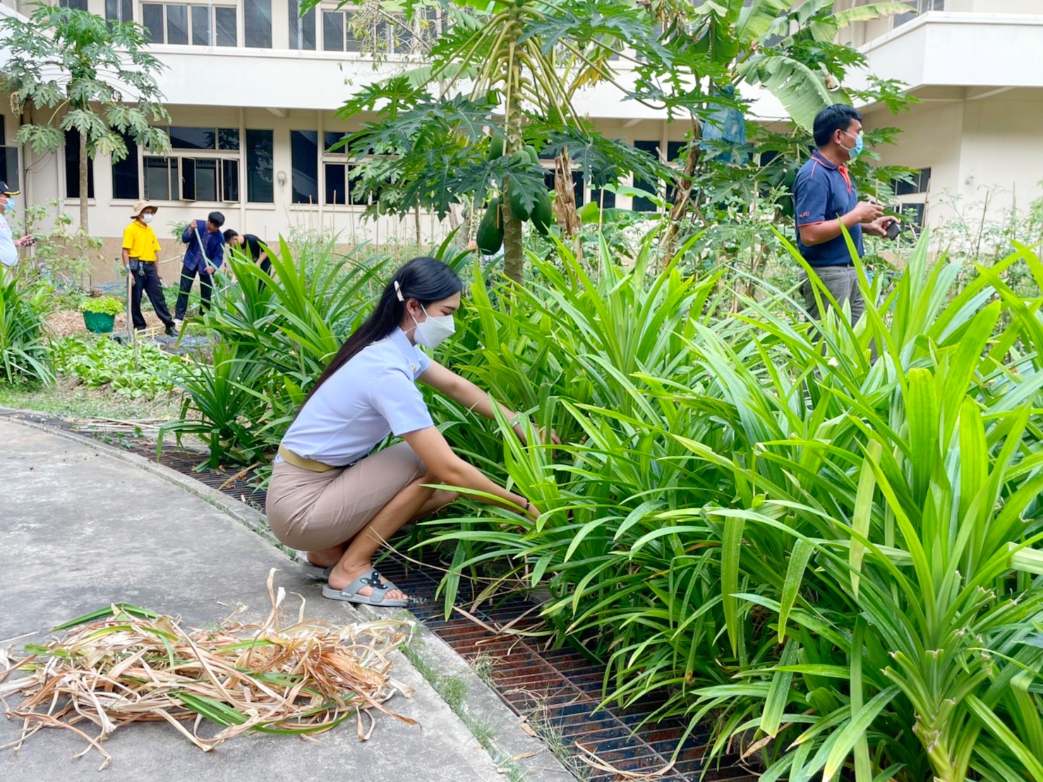 พัฒนาการจังหวัดมหาสารคามนำทีมปรับปรุงภูมิทัศน์ ลานจตุรมุข ศาลากลางจังหวัดมหาสารคาม