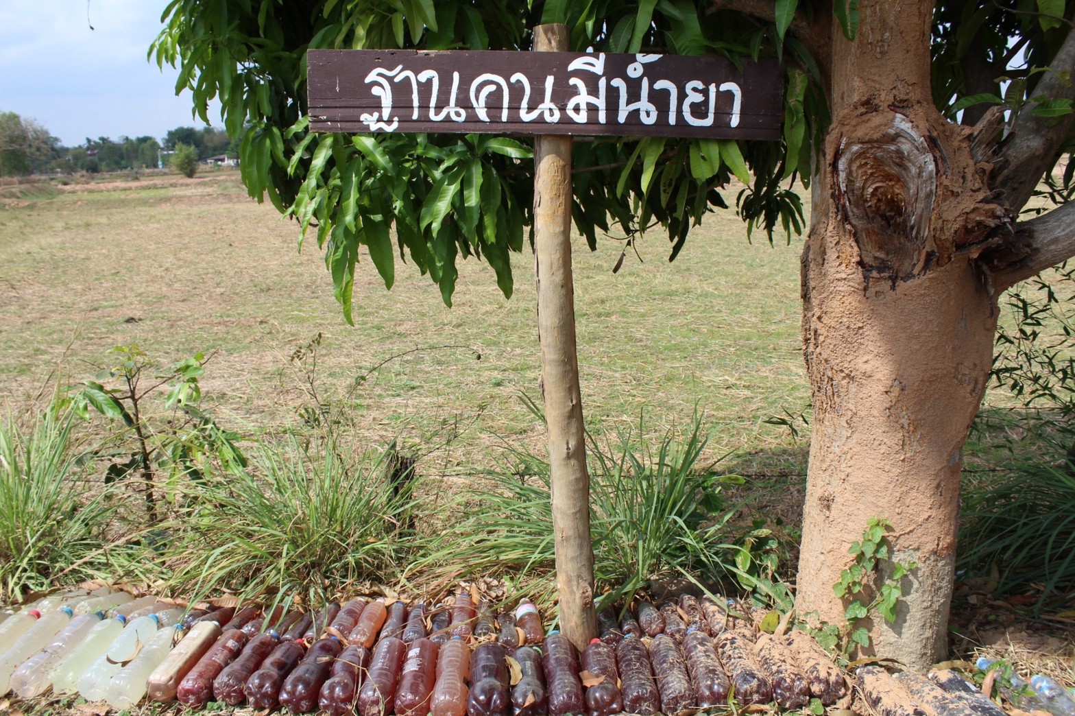 พช.มหาสารคาม “ประกวดครัวเรือนต้นแบบ โคก หนอง นา พัฒนาชุมชนจังหวัดมหาสารคาม ประจำปี 2565” ณ แปลงครัวเรือนต้นแบบ โคก หนอง นา พัฒนาชุมชน (ขนาด 1 ไร่)  นางนวลศรี กองน้อย หมู่ที่ 3 ตำบลมิตรภาพ อำเภอแกดำ จังหวัดมหาสารคาม