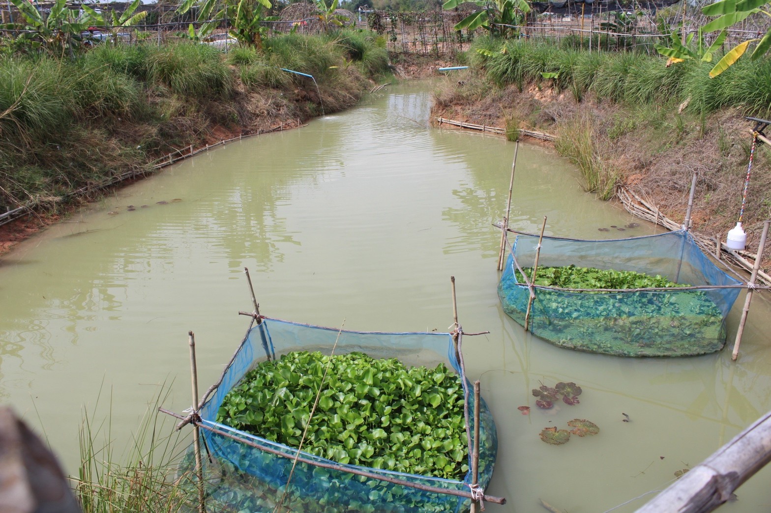 พช.มหาสารคาม “ประกวดครัวเรือนต้นแบบ โคก หนอง นา พัฒนาชุมชนจังหวัดมหาสารคาม ประจำปี 2565” ณ แปลงครัวเรือนต้นแบบ โคก หนอง นา พัฒนาชุมชน (ขนาด 1 ไร่)  นางนวลศรี กองน้อย หมู่ที่ 3 ตำบลมิตรภาพ อำเภอแกดำ จังหวัดมหาสารคาม