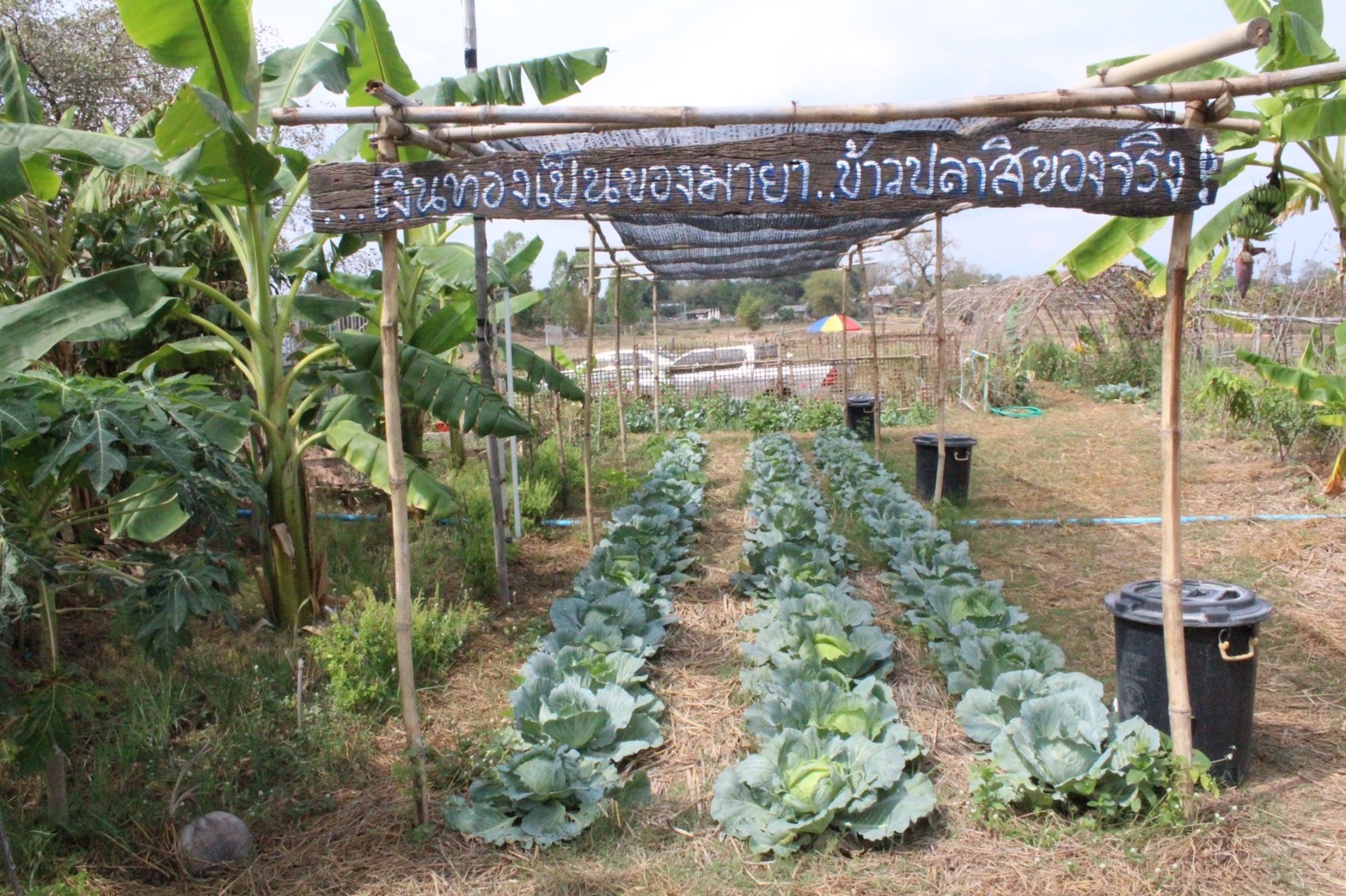 พช.มหาสารคาม “ประกวดครัวเรือนต้นแบบ โคก หนอง นา พัฒนาชุมชนจังหวัดมหาสารคาม ประจำปี 2565” ณ แปลงครัวเรือนต้นแบบ โคก หนอง นา พัฒนาชุมชน (ขนาด 1 ไร่)  นางนวลศรี กองน้อย หมู่ที่ 3 ตำบลมิตรภาพ อำเภอแกดำ จังหวัดมหาสารคาม