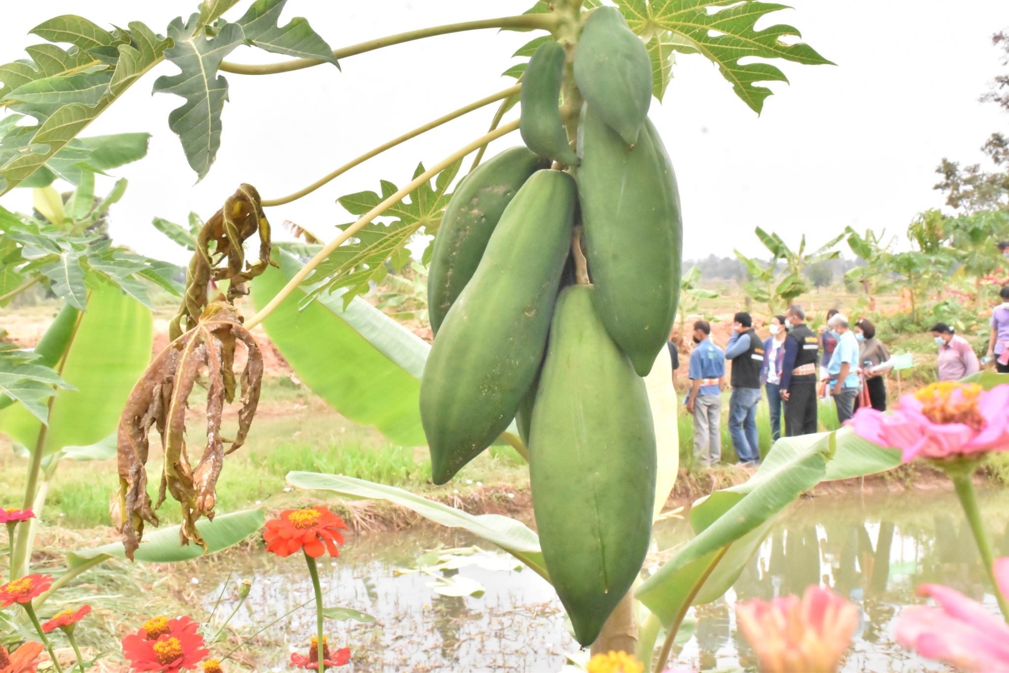 พช.มหาสารคาม “ประกวดครัวเรือนต้นแบบ โคก หนอง นา พัฒนาชุมชนจังหวัดมหาสารคาม ประจำปี 2565” ณ แปลงครัวเรือนต้นแบบ โคก หนอง นา พัฒนาชุมชน นายธีระ ดงเสือ หมู่ที่ 14 ตำบลเลิงแฝก อำเภอกุดรัง จังหวัดมหาสารคาม