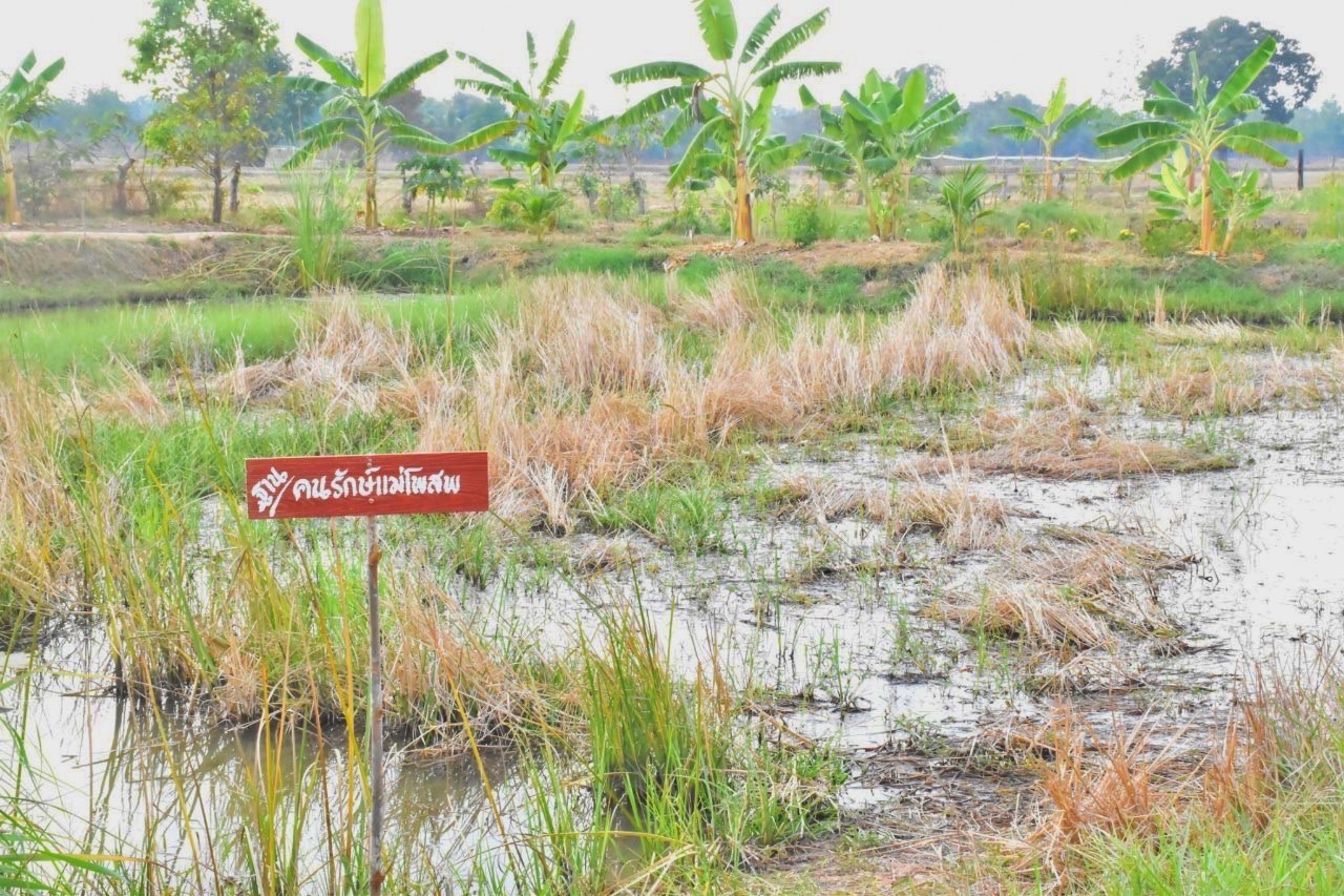 พช.มหาสารคาม “ประกวดครัวเรือนต้นแบบ โคก หนอง นา พัฒนาชุมชนจังหวัดมหาสารคาม ประจำปี 2565” ณ แปลงครัวเรือนต้นแบบ โคก หนอง นา พัฒนชุมชน นายบุญช่วย สุปะติ หมู่ที่ 9 ตำบลหนองทุ่ม อำเภอวาปีปทุม จังหวัดมหาสารคาม