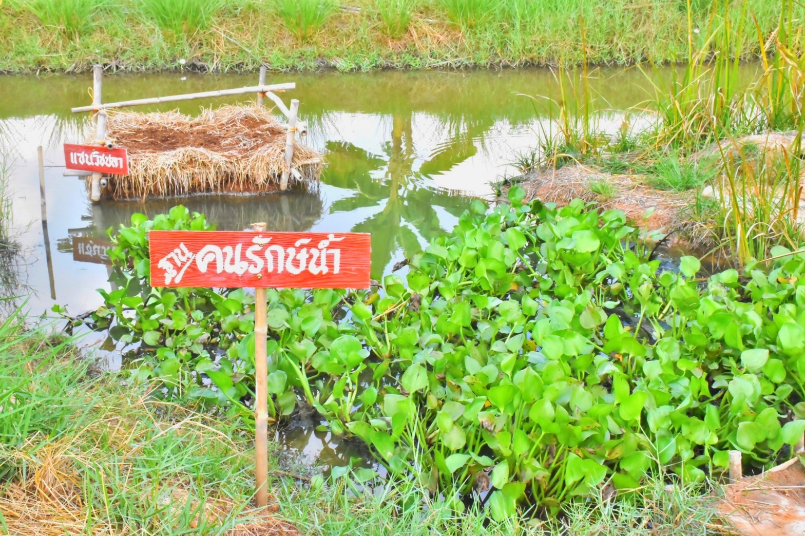 พช.มหาสารคาม “ประกวดครัวเรือนต้นแบบ โคก หนอง นา พัฒนาชุมชนจังหวัดมหาสารคาม ประจำปี 2565” ณ แปลงครัวเรือนต้นแบบ โคก หนอง นา พัฒนชุมชน นายบุญช่วย สุปะติ หมู่ที่ 9 ตำบลหนองทุ่ม อำเภอวาปีปทุม จังหวัดมหาสารคาม