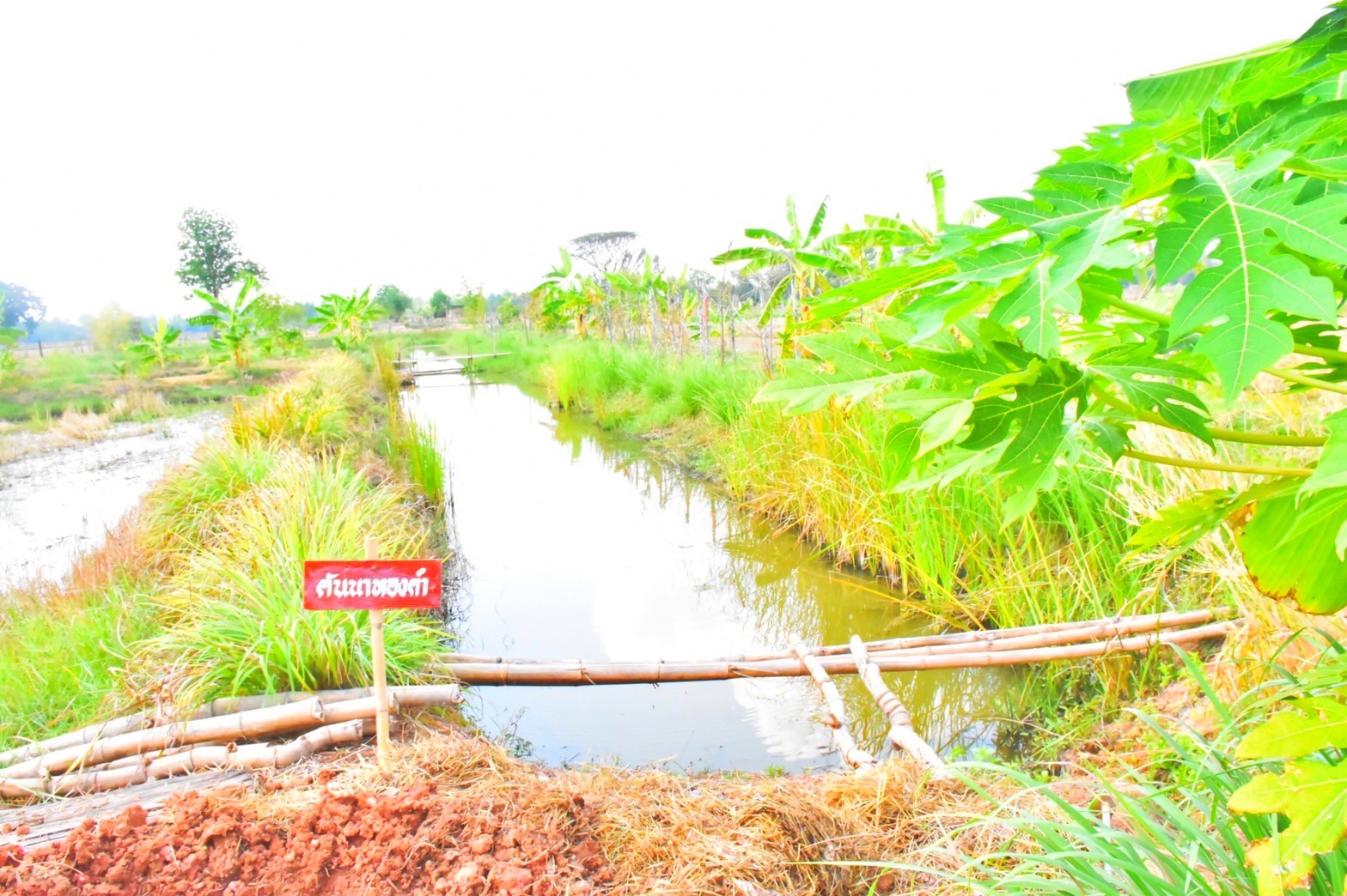 พช.มหาสารคาม “ประกวดครัวเรือนต้นแบบ โคก หนอง นา พัฒนาชุมชนจังหวัดมหาสารคาม ประจำปี 2565” ณ แปลงครัวเรือนต้นแบบ โคก หนอง นา พัฒนชุมชน นายบุญช่วย สุปะติ หมู่ที่ 9 ตำบลหนองทุ่ม อำเภอวาปีปทุม จังหวัดมหาสารคาม