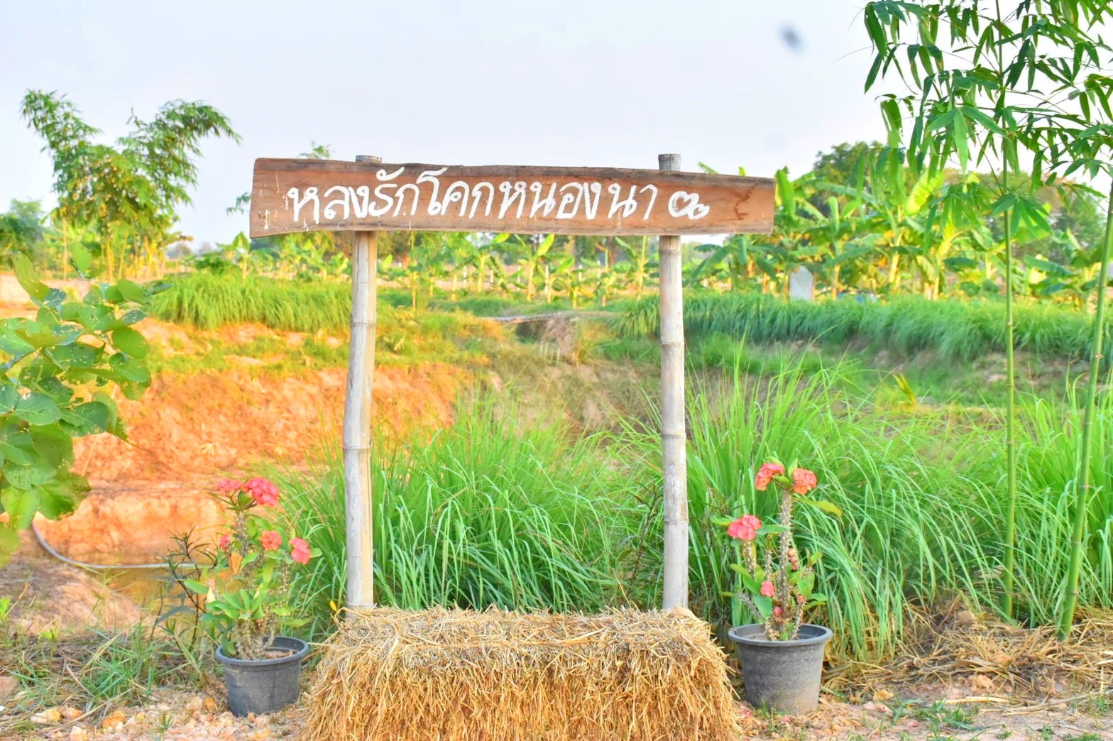 รองอธิบดี พช.(นายสุรศักดิ์ อักษรกุล) พร้อมคณะ ลงพื้นที่ติดตามผลการดำเนินโครงการ “โคก หนอง นา พช.” จ.มหาสารคาม พร้อมเยี่ยมชมตลาดถนนคนเดินออนซอนกันทรวิชัย ที่จัดขึ้นตามนโยบายการส่งเสริมและกระตุ้นเศรษฐกิจฐานรากของรัฐบาล