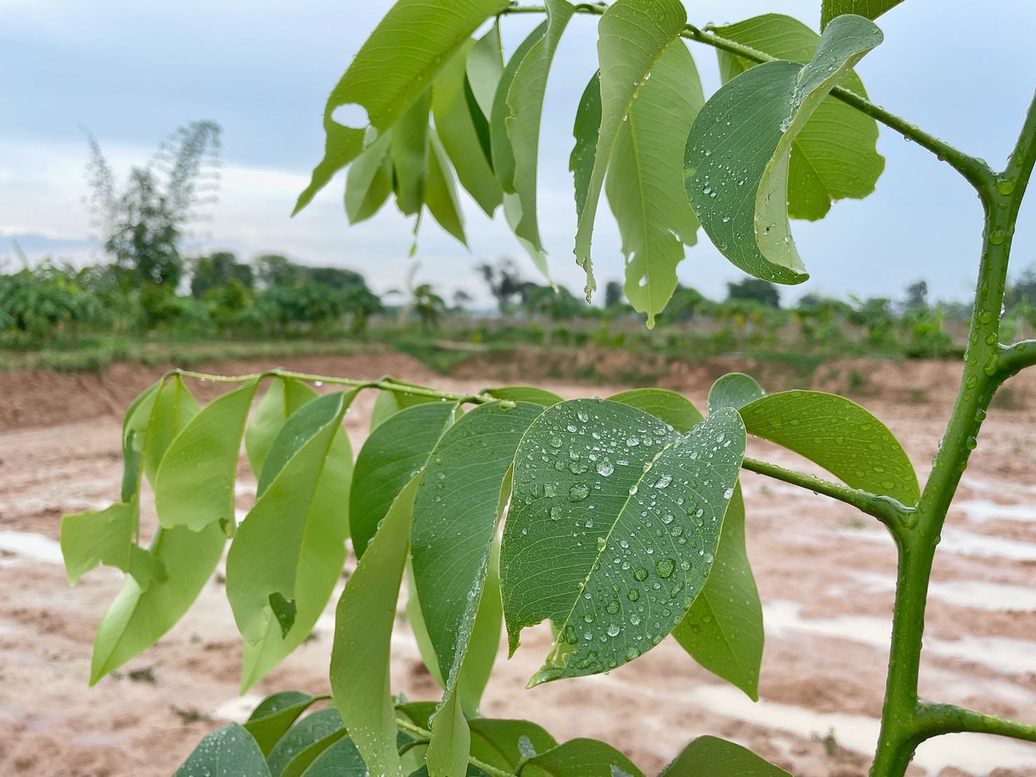 ผู้ว่าฯ มหาสารคาม นำทีมลงพื้นที่แปลง โคก หนอง นา พัฒนาชุมชน ครัวเรือนต้นแบบ อำเภอกันทรวิชัย