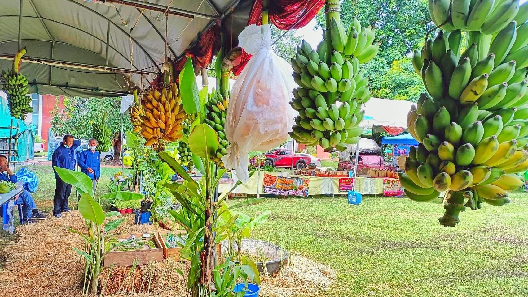 พช.มหาสารคาม ร่วมกับเครือข่ายการพัฒนา จัดเตรียมสถานที่จัดนิทรรศการงานพัฒนาชุมชน ในงานกาชาด จังหวัดมหาสารคาม