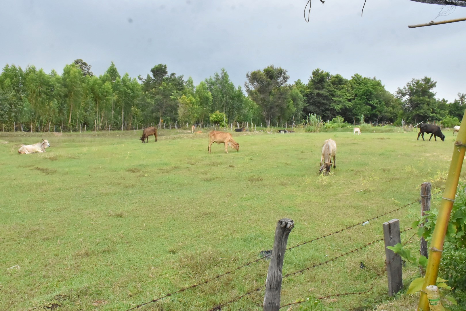 ผู้ตรวจราชการกรมการพัฒนาชุมชน ปลื้ม โคก หนอง นาพช.มหาสารคาม เห็นผล สร้างความมั่นคงทางอาหาร