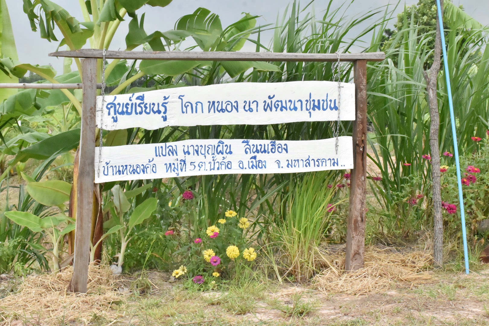 ผู้ตรวจราชการกรมการพัฒนาชุมชน ปลื้ม โคก หนอง นาพช.มหาสารคาม เห็นผล สร้างความมั่นคงทางอาหาร