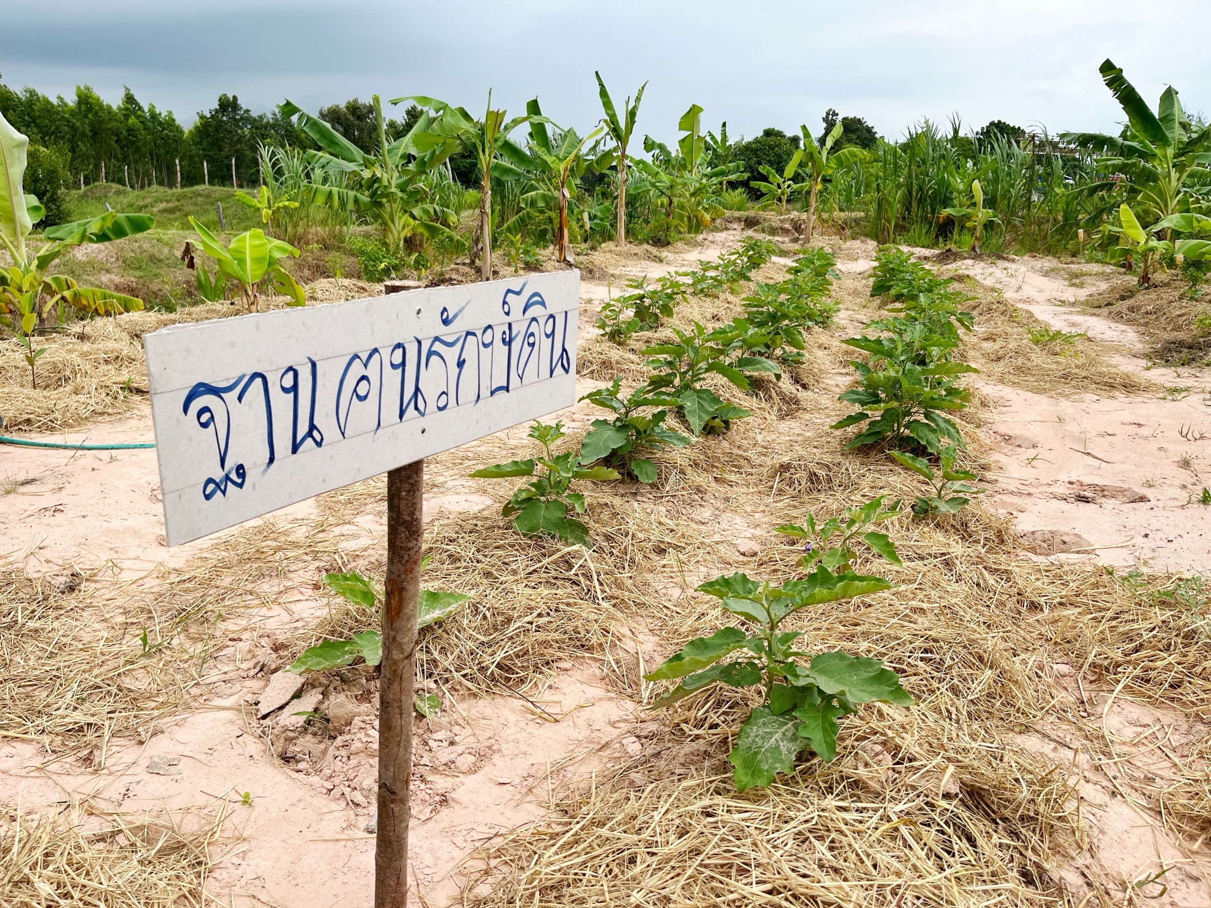ผู้ตรวจราชการกรมการพัฒนาชุมชน ปลื้ม โคก หนอง นาพช.มหาสารคาม เห็นผล สร้างความมั่นคงทางอาหาร