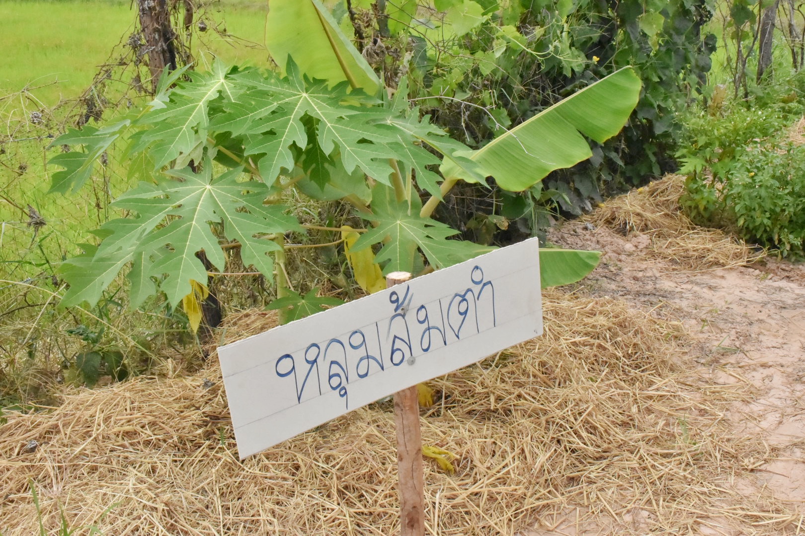 ผู้ตรวจราชการกรมการพัฒนาชุมชน ปลื้ม โคก หนอง นาพช.มหาสารคาม เห็นผล สร้างความมั่นคงทางอาหาร