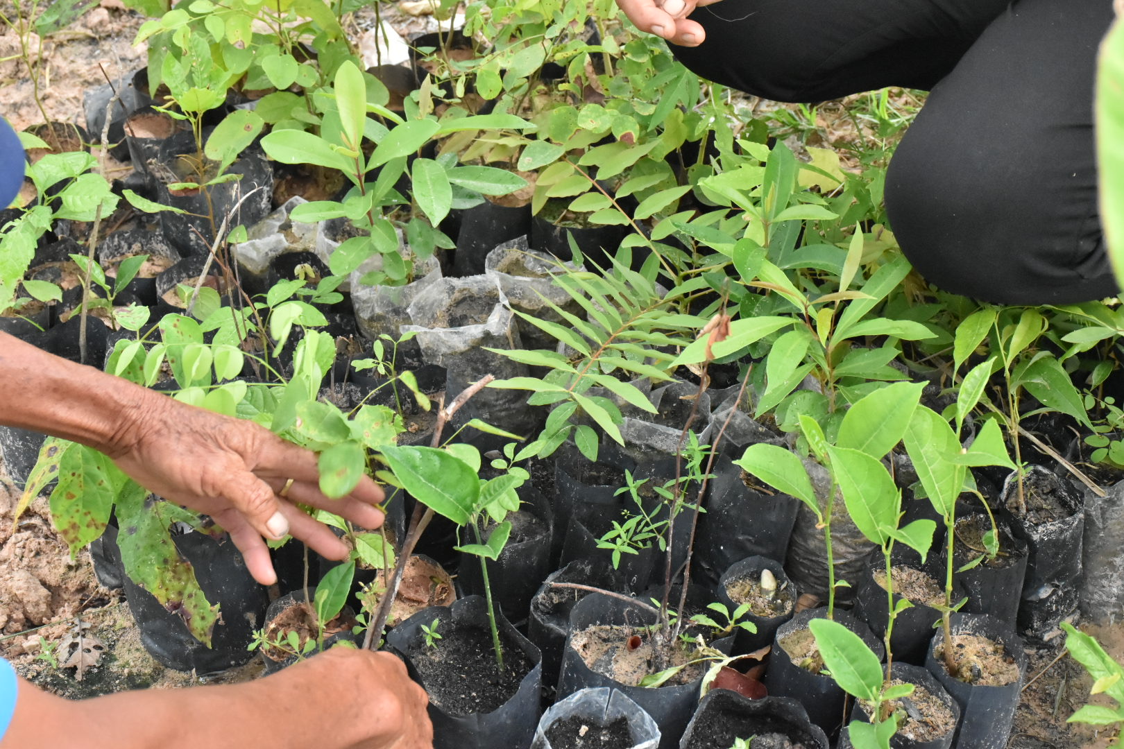 ผู้ตรวจราชการกรมการพัฒนาชุมชน ปลื้ม โคก หนอง นาพช.มหาสารคาม เห็นผล สร้างความมั่นคงทางอาหาร