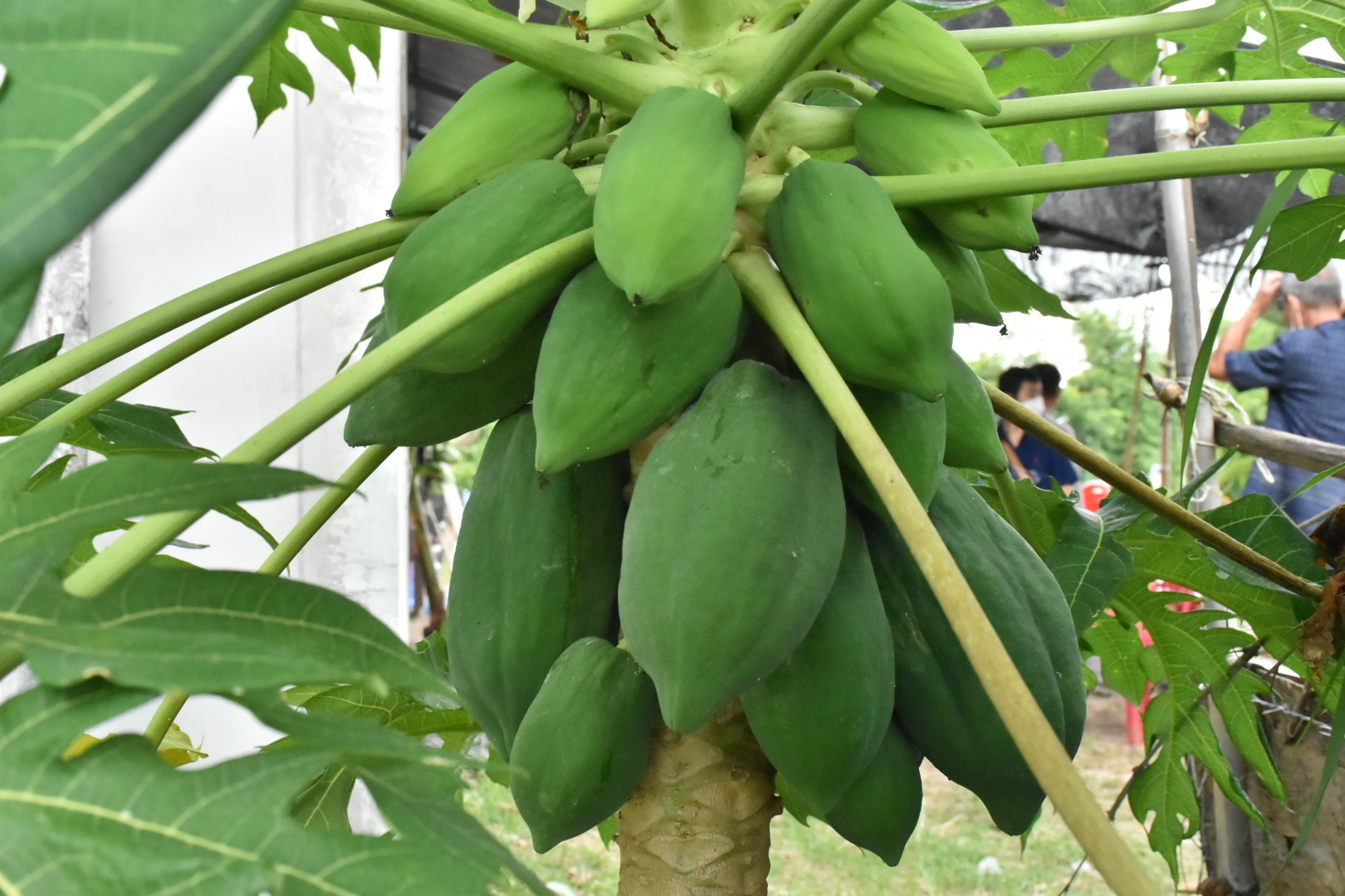 ผู้ตรวจราชการกรมการพัฒนาชุมชน ปลื้ม โคก หนอง นาพช.มหาสารคาม เห็นผล สร้างความมั่นคงทางอาหาร