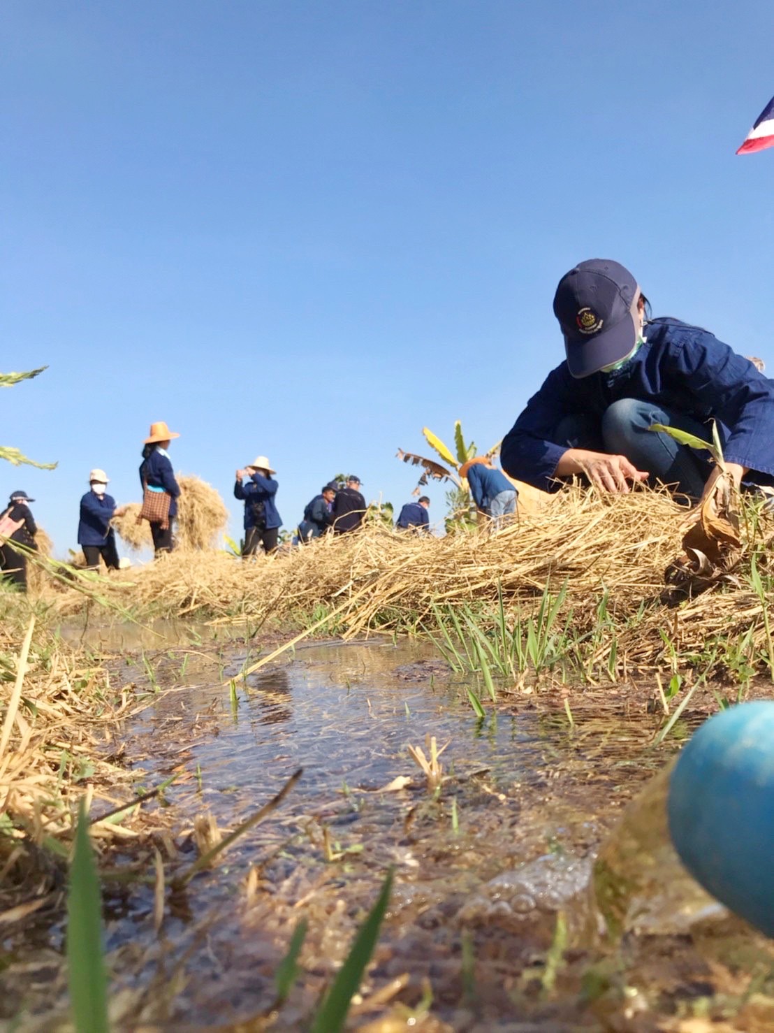 พช.มหาสารคาม ผนึกกำลังเครือข่าย “โคก หนอง นา พัฒนาชุมชน” จังหวัดมหาสารคาม จัดกิจกรรม “เอามื้อสามัคคี” แปลง CLM ศูนย์เรียนรู้ชุมชนต้นแบบการพัฒนาคุณภาพชีวิต โคก หนอง นา พัฒนาชุมชน ตำบลหนองเม็ก อำเภอนาเชือก จังหวัดมหาสารคาม