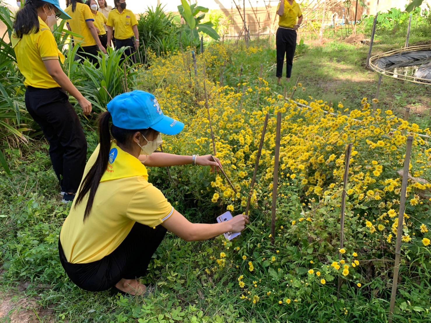 พช.มหาสารคาม ร่วมกิจกรรมจิตอาสาปรับปรุงภูมิทัศน์ลานจตุรมุข ศาลากลางจังหวัดมหาสารคาม