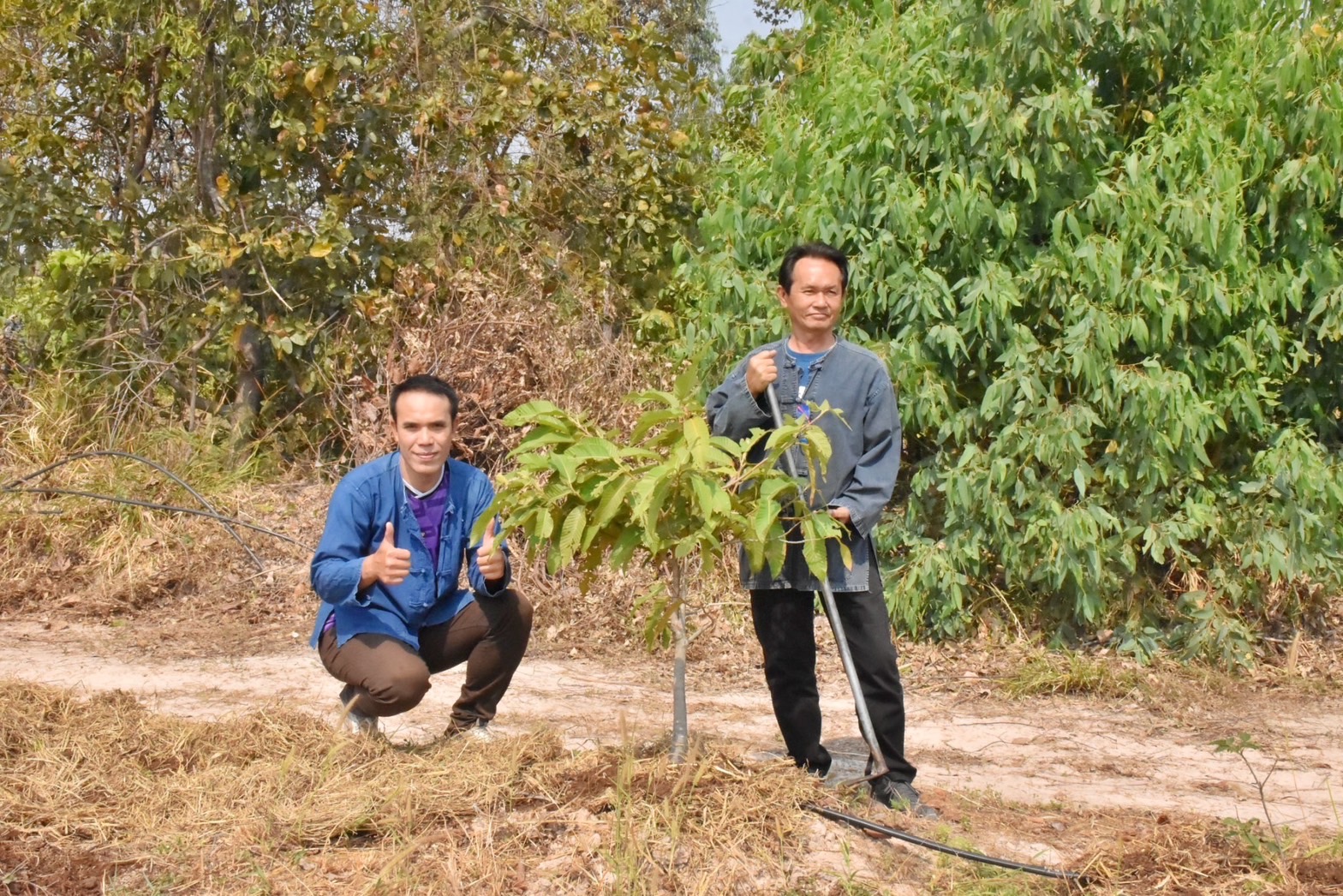 พช.มหาสารคาม ร่วมกับภาคีเครือข่ายโคกหนองนา จัดกิจกรรมเอามื้อสามัคคี ณ แปลงโคกหนองนา อำเภอแกดำ