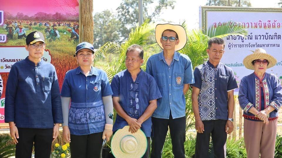 💠พช.มหาสารคาม ร่วมกิจกรรมประเพณีลงแขกเกี่ยวข้าวสืบสานประเพณีพื้นบ้าน เพื่อจัดทำปราสาทข้าวบุญคูณลาน ปี 2568💠
