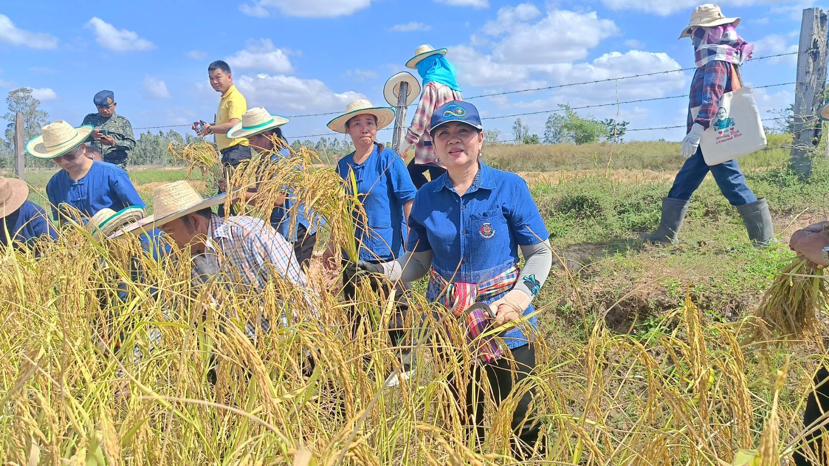 💠พช.มหาสารคาม ร่วมกิจกรรมประเพณีลงแขกเกี่ยวข้าวสืบสานประเพณีพื้นบ้าน เพื่อจัดทำปราสาทข้าวบุญคูณลาน ปี 2568💠