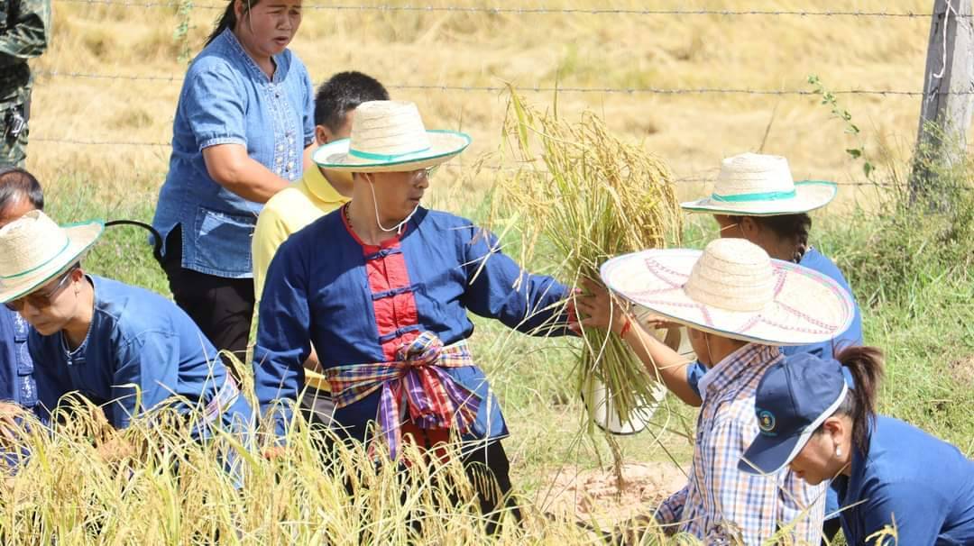 💠พช.มหาสารคาม ร่วมกิจกรรมประเพณีลงแขกเกี่ยวข้าวสืบสานประเพณีพื้นบ้าน เพื่อจัดทำปราสาทข้าวบุญคูณลาน ปี 2568💠