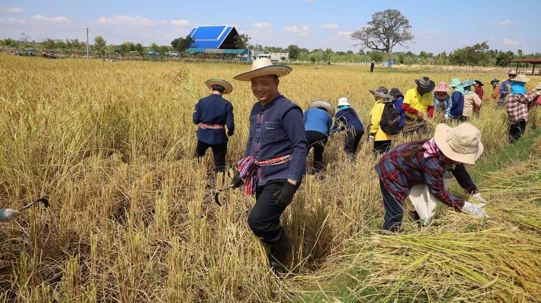 💠พช.มหาสารคาม ร่วมกิจกรรมประเพณีลงแขกเกี่ยวข้าวสืบสานประเพณีพื้นบ้าน เพื่อจัดทำปราสาทข้าวบุญคูณลาน ปี 2568💠